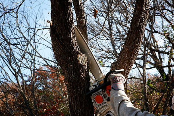 Best Tree Preservation Services  in Lockland, OH