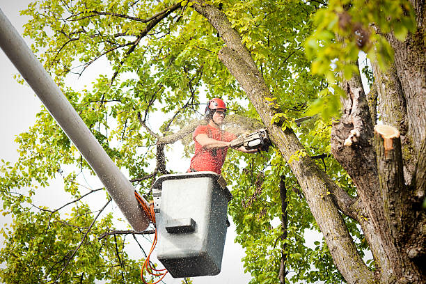 How Our Tree Care Process Works  in  Lockland, OH